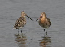 Gulf of Thailand Waders and Shorebirds Birding with Peter Ericsson