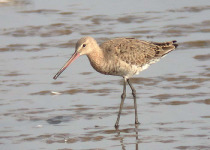 Gulf of Thailand Waders and Shorebirds Birding with Peter Ericsson