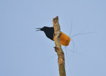 West Papua Birds-of-Paradise Birding with Peter Ericsson