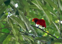 West Papua Birds-of-Paradise Birding with Peter Ericsson
