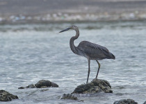 Sulawesi and Halmahera Birding with Peter Ericsson