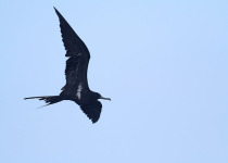 Sulawesi and Halmahera Birding with Peter Ericsson