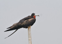 Java Endemics Birding with Peter Ericsson