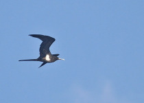 Lesser Sundas Birding with Peter Ericsson