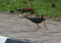 Sabah Borneo Birding with Peter Ericsson