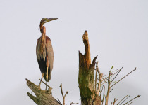 Sabah Borneo Birding with Peter Ericsson