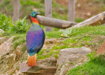 Bhutan Himalayan Birding with Peter Ericsson