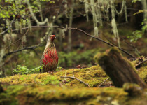 Bhutan Himalayan Birding with Peter Ericsson