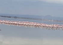 Kenya Big Game and Birds Exploration with Johnnie Uganda Safaris