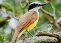Tanzania Birds and Wildbeasts with Johnnie Uganda Safaris