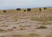 Tanzania Birding and Game Viewing with Johnnie Uganda Safaris