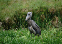 Uganda Shoebill, Chimps, Culture and Game with Johnnie Uganda Safaris