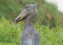 Uganda Shoebill, Chimps, Culture and Game with Johnnie Uganda Safaris