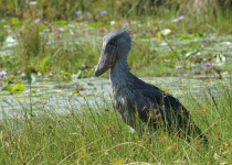 Uganda Shoebill, Chimps, Culture and Game with Johnnie Uganda Safaris