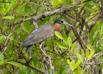 Half-Day Coastal Birdwatching Trips with Turaco Birding