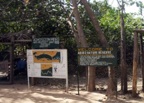 Birds and Breakfast at Lamin Lodge with Abuko Birding