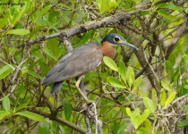 10-Day Birdwatching Trip in The Gambia with Turaco Birding