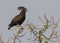 10-Day Senegal Birdwatching Trip with Turaco Birding