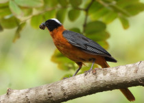 14-Day Senegal and Gambia Combined Birdwatching Trip with Turaco Birding