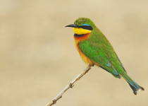 Kenya Bird Watching Safari with Oluokos Signature
