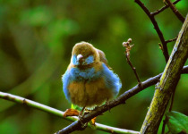 Kenya Bird Watching Safari with Oluokos Signature