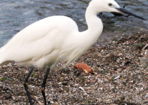 Kisumu and Lake Victoria Birding Day Trip
