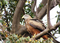 Kisumu and Lake Victoria Birding Day Trip