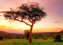 Bird Watching at Impala Park and Dunga Boardwalk