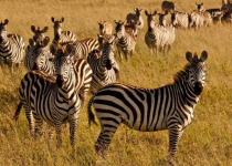 Kakamega Forest Luxury Birding Safari