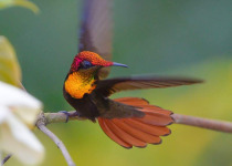 Tobago Private Birding and Rainforest Tour with Darren Henry