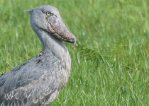 Birds and Wildlife of Uganda with Lawson's Safaris