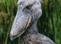 Birds and Wildlife of Uganda with Lawson's Safaris