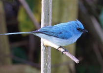 Birds and Wildlife of Uganda with Lawson's Safaris
