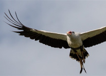 Birds and Wildlife of Kenya with Lawson's Safaris