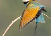 Birds and Wildlife of Kenya with Lawson's Safaris