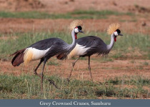Birds and Wildlife of Kenya with Lawson's Safaris