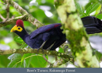 Birds and Wildlife of Kenya with Lawson's Safaris