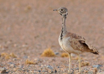 Essential Namibia Birding Safari with Lawson's Safaris