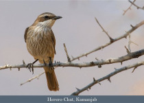 Essential Namibia Birding Safari with Lawson's Safaris
