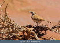 Essential Namibia Birding Safari with Lawson's Safaris