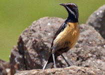 Eastern South Africa Endemics with Lawson's Safaris