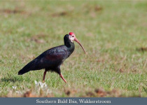Eastern South Africa Endemics with Lawson's Safaris