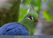 Eastern South Africa Endemics with Lawson's Safaris