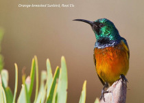 Western Cape Highlights Birding with Lawson's Safaris
