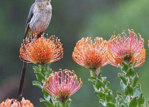 Western Cape Highlights Birding with Lawson's Safaris