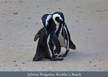 Western Cape Highlights Birding with Lawson's Safaris
