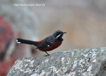 Western South Africa Endemics with Lawson's Safaris