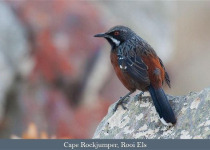 Western South Africa Endemics with Lawson's Safaris