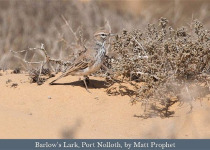 Western South Africa Endemics with Lawson's Safaris