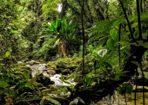 Atlantic Forest North of Sao Paulo and Itatiaia Birdwatching with DBB Tours